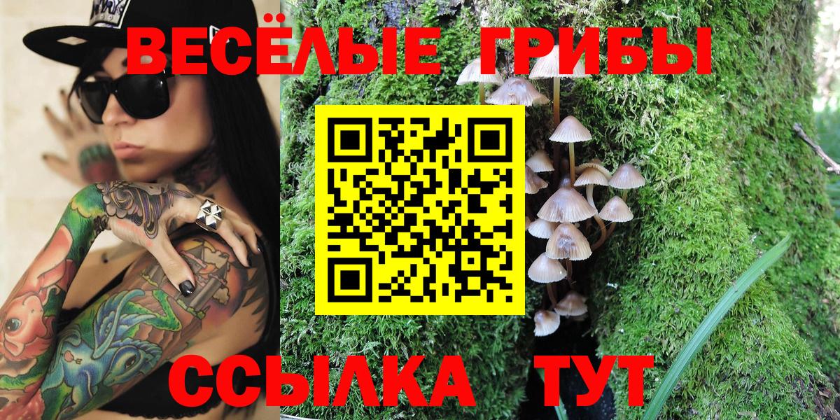 Псилоцибиновые грибы Psilocybe Новошахтинск